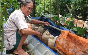 Xót xa, lươn nuôi trong can nhựa của 1 nông dân tỉnh Hậu Giang lăn ra chết cả ngàn con vì thứ thuốc độc này