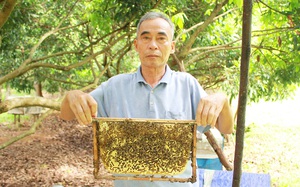 Nuôi ong dưới tán cây vải, chăm nhàn mà mỗi năm ông nông dân tỉnh Nghệ An vẫn thu hơn trăm triệu đồng