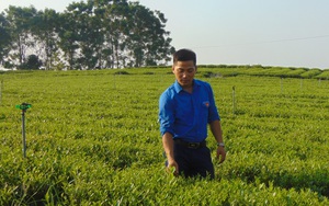 Chán bôn ba xứ người, hotboy 9X tỉnh Thái Nguyên về trồng cây ra búp chát 