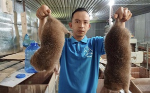Quảng Nam: Nuôi loài chuột &quot;khổng lồ&quot;, ăn thì chẳng tốn mấy, thịt nung núc, giá 500.000 đồng/kg