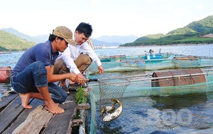 Bình Định: Nuôi thành công thứ cá chép &quot;lạ&quot; ăn giòn sần sật, bán đắt gấp 3 lần cá chép thường