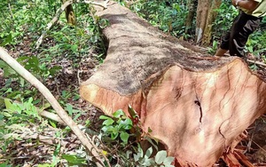 Truy tìm đối tượng cưa hạ hơn 5 khối gỗ nghi để trả thù cá nhân