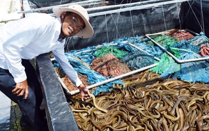 Bạc Liêu: Chàng tỷ phú nông dân nuôi la liệt cá, tôm 