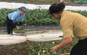 Bắc Ninh: Biến rác bếp, rác chợ thành phân hữu cơ, tưới lúa, rau màu lên xanh mướt mà ăn rất giòn