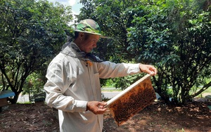 Nghề nuôi ong mật ở Bình Liêu, mỗi năm thu hàng trăm triệu đồng