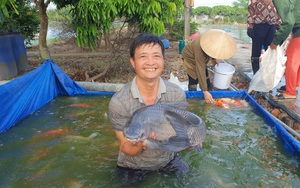 Nam Định: Nuôi thập cẩm các thứ cá trong 1 cái ao, toàn con to bự, ông nông dân này thành tỷ phú