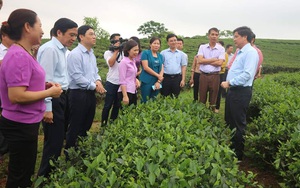 Vụ Phó Chủ tịch thị trấn Sông Cầu có biểu hiện bị trù dập: Khi những lá phiếu bị lợi dụng (Bài 2) 