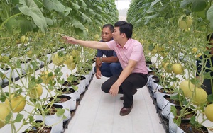 Bỏ nghề báo, chàng trai Hà Nội về quê lập HTX bỏ 3 tỷ  trồng dưa lưới, mỗi năm thu hơn 2,1 tỷ đồng