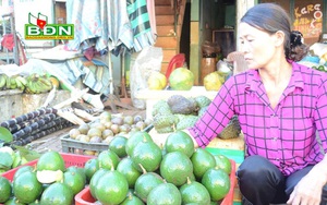 Đắk Nông: Cám cảnh trồng bơ booth, giá giảm "sập sàn" nhưng "bỏ thì thương, vương thì tội"