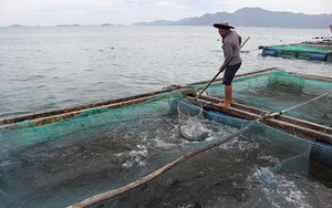 Khánh Hoà: Khốn khổ, cá bớp đặc sản chết hàng loạt, có hộ cá chết sạch, vớt lên 2 tấn