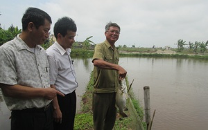 Thái Bình: Nuôi cá đặc sản, trồng chuối tây lai nông dân nhanh khấm khá