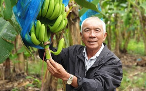 Trồng mít không hạt lạ, quả to bự, chả có hạt, ông nông dân Cần Thơ bán kiểu gì mà có tiền tỷ? - Ảnh 2.