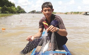 An Giang: &quot;Thợ săn&quot; cá đồng thỏa thú tiêu dao mùa nước lũ từ thượng nguồn nhuốm đỏ cả sông