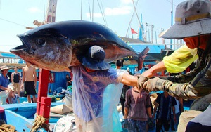 Bình Định: Đang cấp tốc đưa 1 ngư dân câu cá ngừ đại dương bị tai nạn trên biển vào bờ cấp cứu