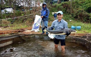 Bình Định: Nuôi thứ cá đặc sản nhìn như tàu ngầm, &quot;vắt&quot; lấy trứng bán đắt như vàng