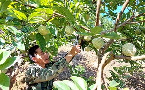 Tuyên Quang: Vùng đất dân đổi đời nhờ trồng những cây na thấp tè mà ra toàn quả to bự