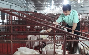 Một ông nông dân tỉnh Tuyên Quang nuôi lợn gặp thời, thu 14 tỷ mỗi năm, ở nhà lầu, sắm xe hơi