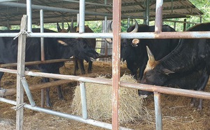 Đàn bò tót trơ xương ở Ninh Thuận: Chuyên gia bảo vệ động vật hoang dã bày tỏ sự phẫn nộ