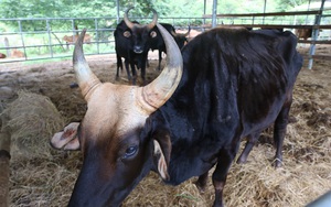 Cận cảnh đàn bò tót F1 đói trơ xương ở Vườn Quốc gia Phước Bình