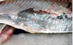 7 bộ phận của cá người Việt vẫn tranh nhau ăn mà không biết nó chứa chất độc nguy hại