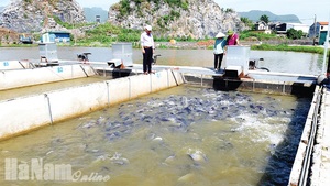 Thu nước trên núi Bút Sơn, làm &quot;sông trong ao&quot; nuôi cá, đàn cá nhung nhúc lớn như thổi, bán đắt hàng