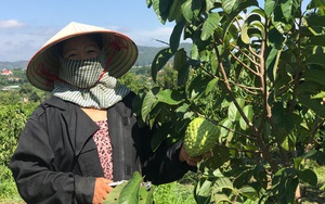 Lâm Đồng: Có một vùng đất trồng thứ na lạ ra trái khổng lồ, ai trông thấy cũng trầm trồ