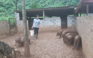 Hòa Bình: Vào HTX nuôi lợn bản địa, thương lái biết tiếng, bà con rủ nhau đến học hỏi