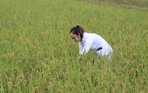 Thông tin sai sự thật 90% người Việt ăn gạo &quot;bẩn&quot;: Doanh nghiệp, nông dân bị ảnh hưởng có thể khiếu nại, khởi kiện