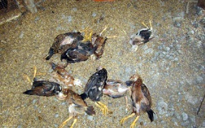 Cà Mau: Đàn gà, vịt hàng chục con lăn ra chết vì nhiễm virus cúm gia cầm