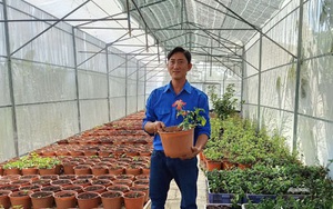 Tiền Giang: Anh nông dân trẻ bất ngờ thu 10 tỷ đồng nhờ trồng sâm quý trong chậu
