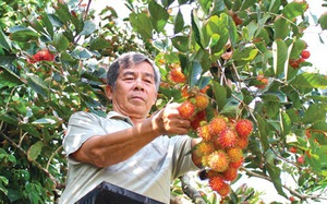 Cà Mau: Lão nông đem chôm chôm về trồng đất phèn chua mặn, cây bén rễ, trái ngọt lừ chưa chín đã được &quot;đặt gạch&quot;