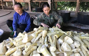 Yên Bái: &quot;Thủ phủ&quot; măng tre Bát Độ, bóc vỏ đem bán mà thu gần 100 tỷ đồng/năm