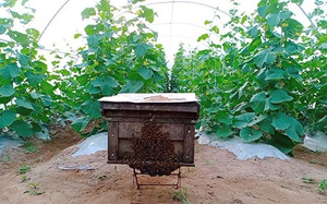Bình Thuận: Nông dân thả ong vào vườn dưa lưới công nghệ cao trồng trong nhà màng để làm gì?
