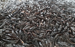 Chuyện khó tin ở tỉnh An Giang: Hàng nghìn con cá trê nổi lên mặt nước đen kịt kín mặt ao 