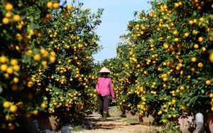 Quảng Nam: "Thủ phủ" trồng quất cảnh miền Trung nông dân đang mỏi mòn chờ thương lái