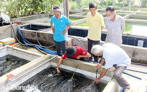 Đồng Nai: Nuôi lươn không bùn trong bể xi măng, bán lươn to bự 220.000 đồng/ký, nhà nào nuôi nhà đó khá giả