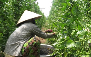 An Giang: Lạ, trồng mồng tơi không ăn lá, để cây ra hạt già hái phơi khô bán 210.000 đồng/ký