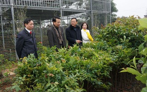 Thứ trưởng Hà Công Tuấn: Thái Nguyên cần phát triển rừng trồng gỗ lớn, hướng tới xuất khẩu