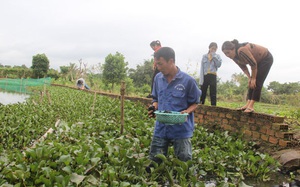 Đắk Lắk: Nuôi loài nhân giống &quot;siêu nhanh&quot; chỉ ăn bèo, ăn lá mà bán giá con đặc sản, nhiều người kéo đến xem