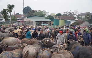 Nghệ An: Rét tê tái, 4 giờ sáng đi chợ trâu bò đông nghìn nghịt, loáng cái 1 thương lái đã gom được 40 con