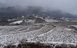Lào Cai: Tuyết rơi phủ trắng nhiều nơi, trâu, bò chết rét, nông dân thiệt hại hàng tỷ đồng