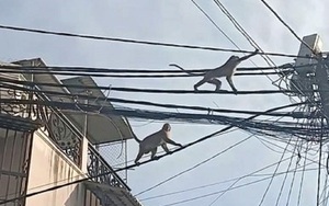 Đàn khỉ lang thang "tung hoành" giữa khu phố ở TP.HCM, người dân bất an, đóng cửa "im thin thít"