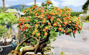 Gia Lai: Đem loài hoa dại ven đường về hóa trang thành cây cảnh chưng Tết, nông dân đút túi tiền triệu