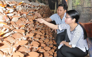 Lão nông Ninh Bình khởi nghiệp từ nấm linh chi, giá bán 800 nghìn đồng một cân khô