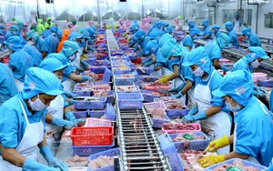 Ngành thủy sản Việt có thể gặp khó khi Mỹ gắn mác “thao túng tiền tệ” 