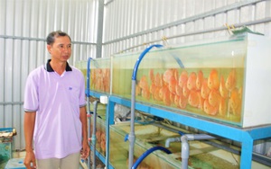 Long An: Một ông nông dân nuôi loài cá cảnh đẹp mê li được Thủ tướng Chính phủ tặng Bằng khen