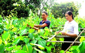 Tuyên Quang: Trồng đủ thứ rau rừng đặc sản, ít phải chăm nom mà hái bán chạy như tôm tươi