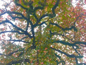 &quot;Cụ&quot; cây bàng cổ gần 250 tuổi ở Nghệ An, xòe tán rộng 15m chuyển lá màu đỏ, quyến rũ đến lạ kỳ