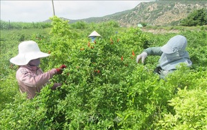 Ninh Thuận: Thứ cây dễ trồng, ít tốn công chăm, hái trái mỏi tay, nông dân trúng đậm