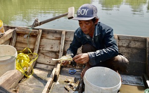 Bà Rịa-Vũng Tàu: Đáng mừng, dân đã bắt được vô số cá tôm trên sông Thị Vải, kiếm 500.000 đồng mỗi ngày